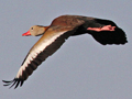 Black-bellied Whistling Duck